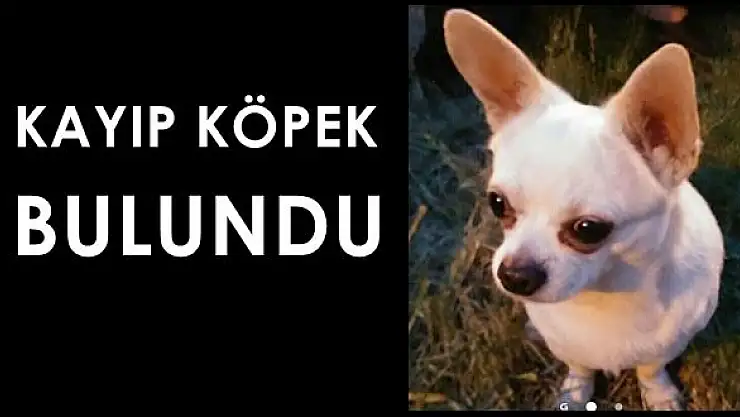 Kayıp Köpek Puli bulundu