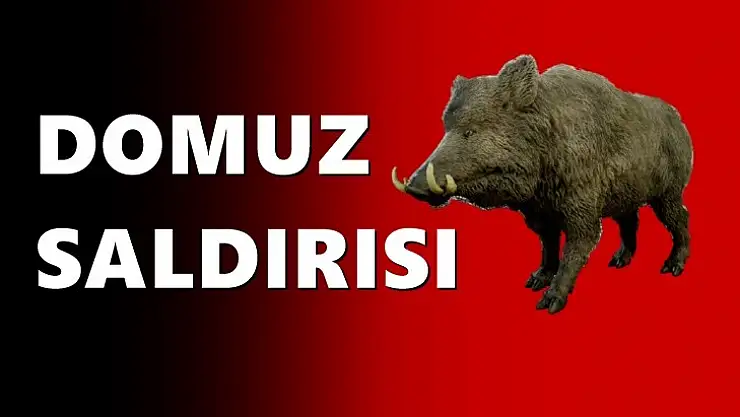 Kestane toplarken saldırıya uğradı