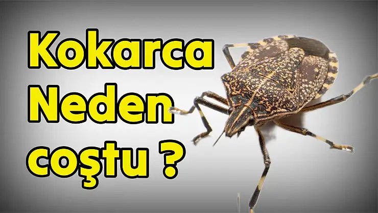 Kokarca neden coştu