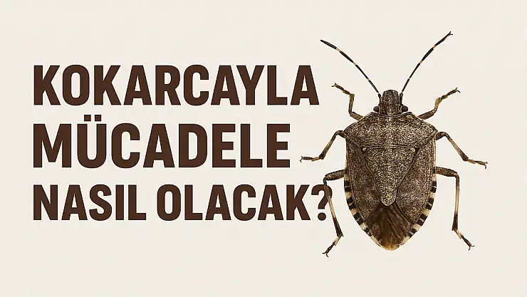 Kokarcayla mücadele nasıl olacak