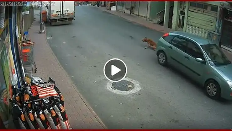 Köpeğe çarptı, oralı bile olmadı