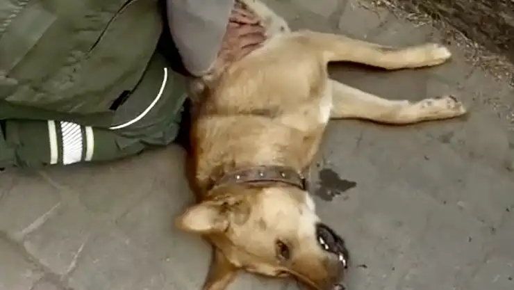 Köpeği hayata döndürmeye çalıştı