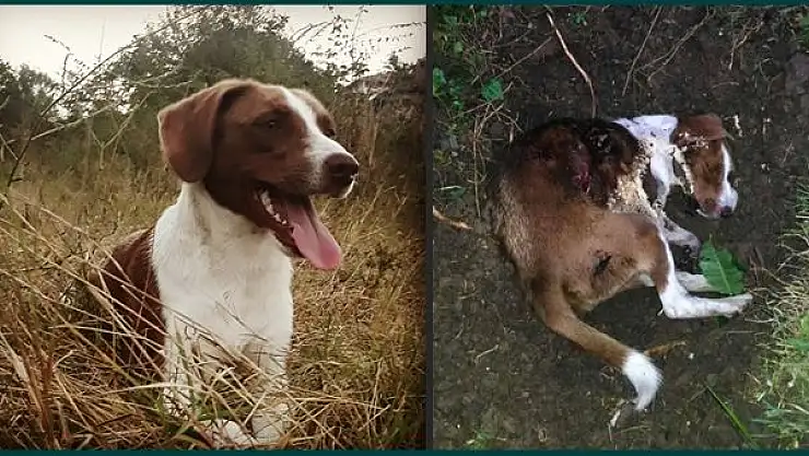 Köpeğim canice öldürüldü