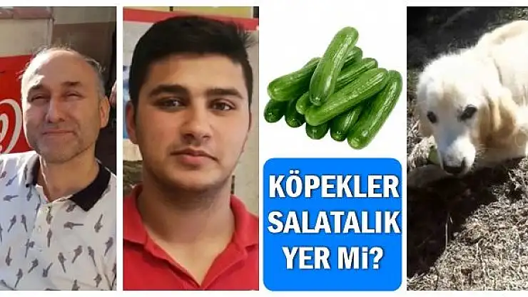 Köpekler salatalık yer mi diye sorduk