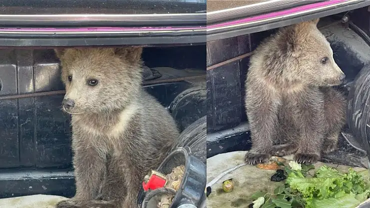 Köpeklerin saldırısından kurtarıldı