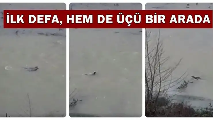 Kozcağız'da ilk kez görüntülendi