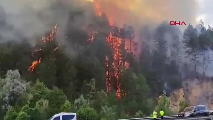 Mengen'de orman yangını