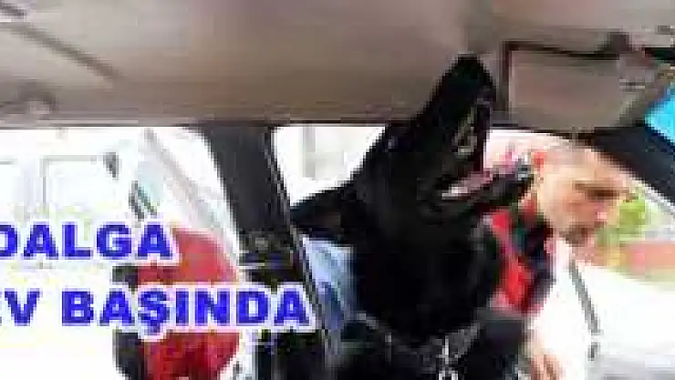 NARKOTİK KÖPEĞİ 'DALGA' İŞE BAŞLADI