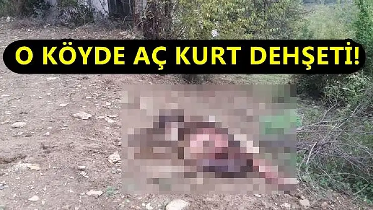 O Köyde Aç kurt Dehşeti