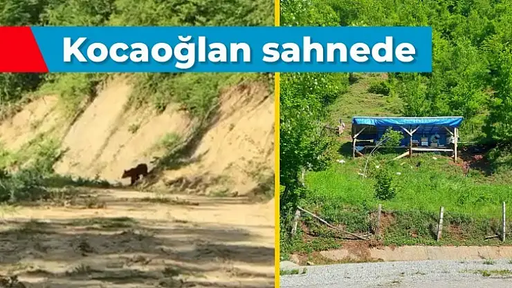 Orman yolunda karşısına çıktı