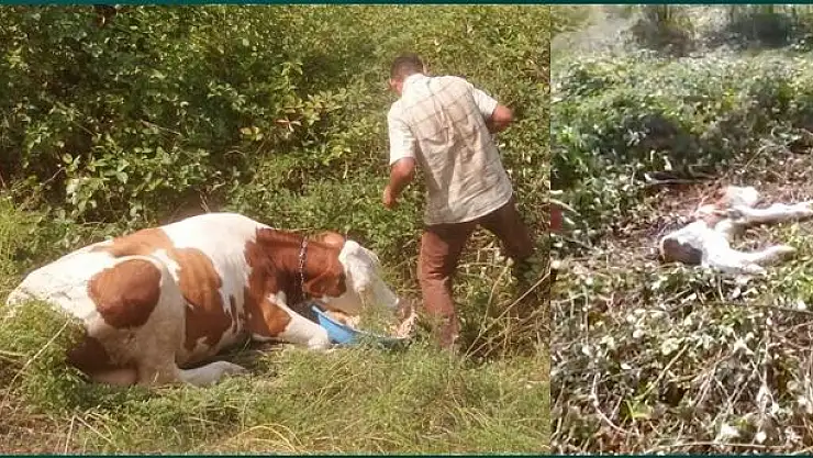 Ormanda doğum yapan inek mahsur kaldı