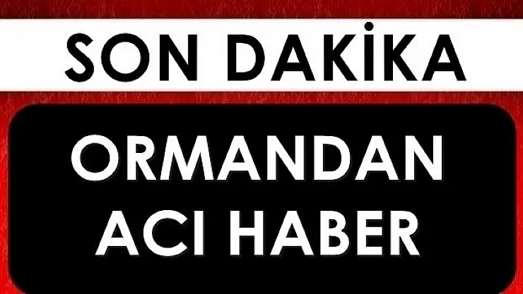 Ormandan acı haber