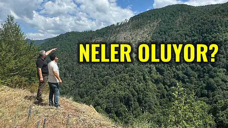 Ormanlarda binlerce ağaç devrildi