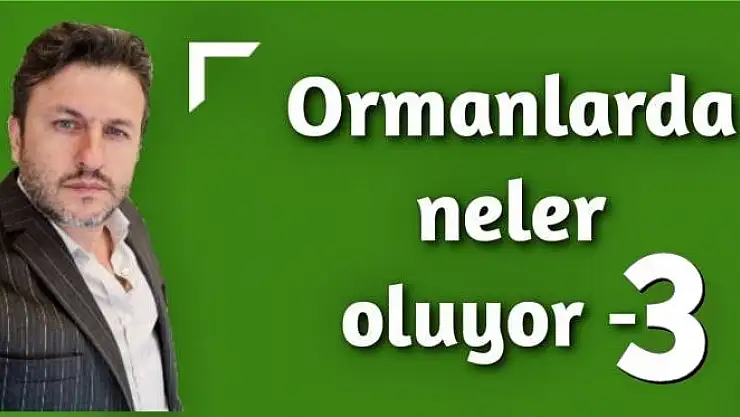 Ormanlarda neler oluyor (mesaha) 3