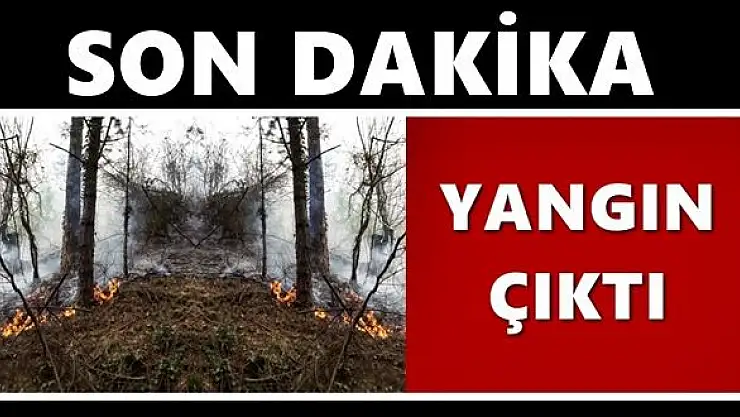Ormanlık alanda yangın çıktı
