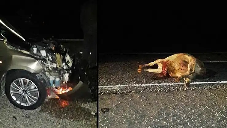 Otomobil ineğe çaptı, bir can gitti