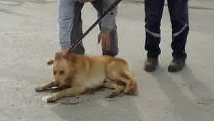 Otomobilin çarptığı köpeğe belediye sahip çıktı