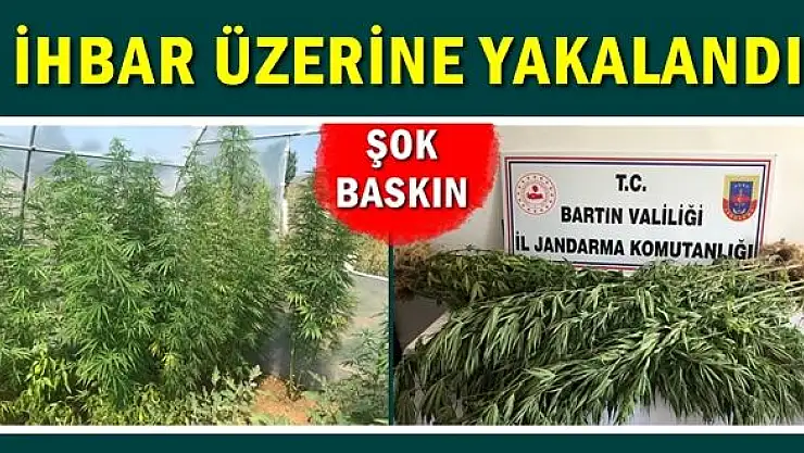 Seradan kenevir çıktı