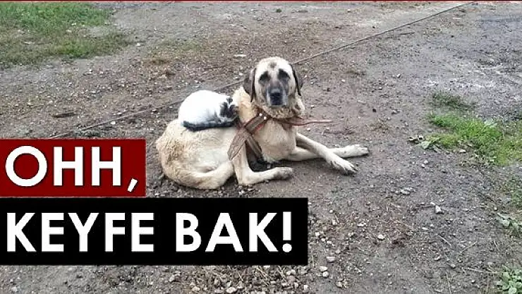 Sırtına yatıp uyuyor