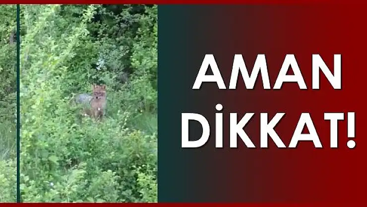 Sizin de karşınıza çıkabilir!