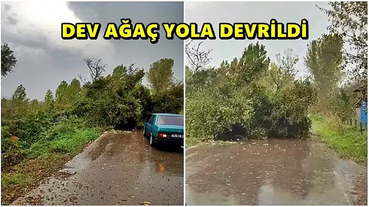 Son dakika, devrilen ağaç yolu kapattı