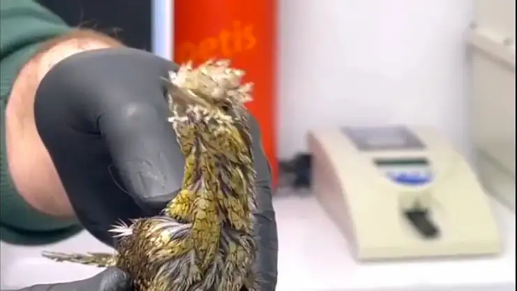 Sürekli boyun çeviriyor
