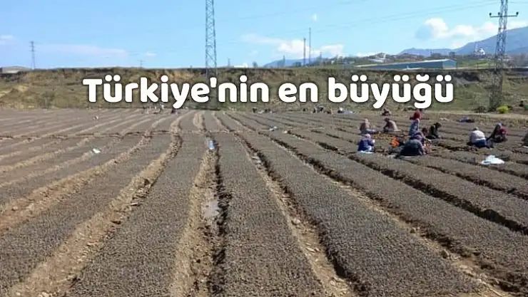 Talepler Bartın'dan karşılanacak