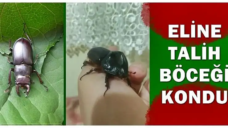 Talih böcekleri peş peşe geldi