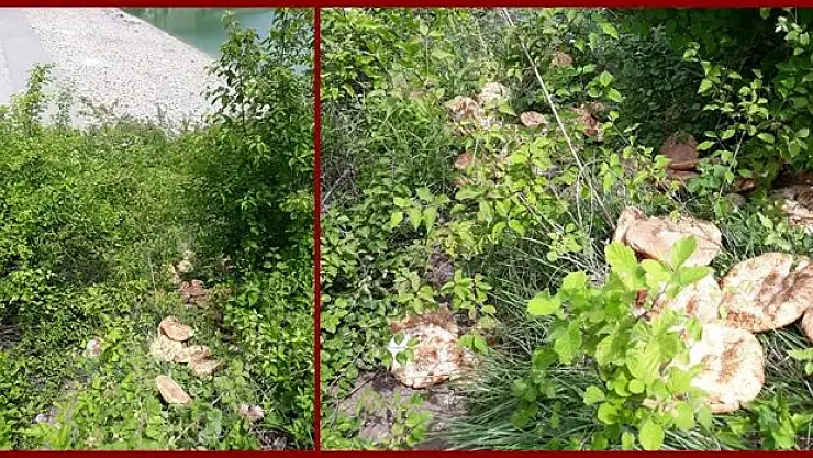 Taze Pideleri yol kenarına attılar