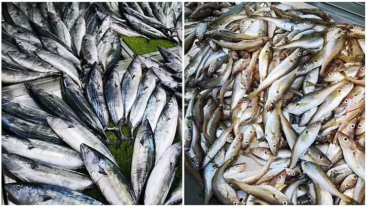 Tezgahlar palamutla doldu, işte fiyatlar