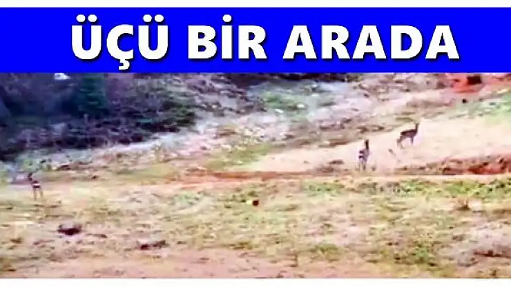 Üçü birden kameraya yakalandı