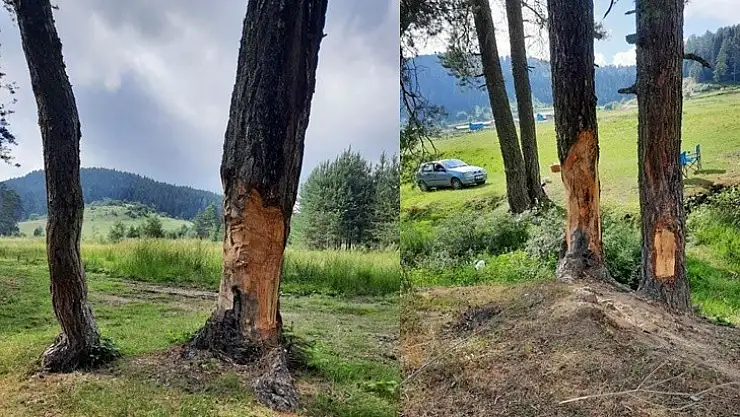 Uluyayla'da içinizi sızlatan görüntü