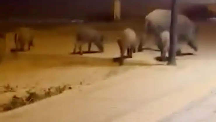 Yaban domuzları için çalışma başlatıldı