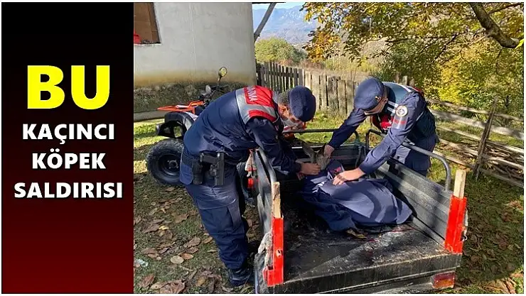 Yaralı karacaya Jandarma şefkati
