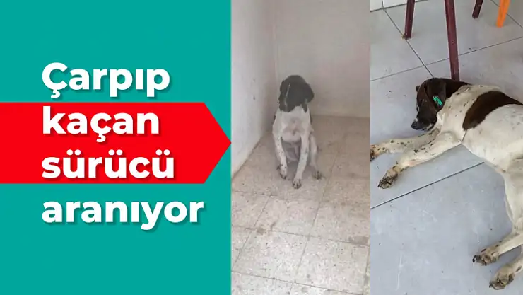 Yaralı köpeğe iş insanı sahip çıktı