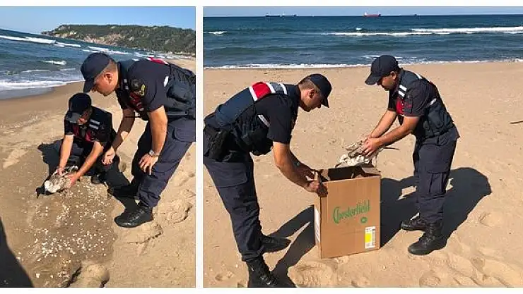 Yaralı martıya jandarma şefkati