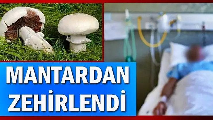 Yediği mantar hastanelik etti