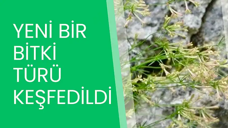 Yeni bir bitki türü keşfedildi