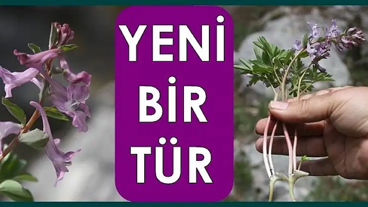 Yeni bir tür keşfedidi