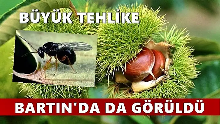 Yeni tehlike Bartın'da da görüldü