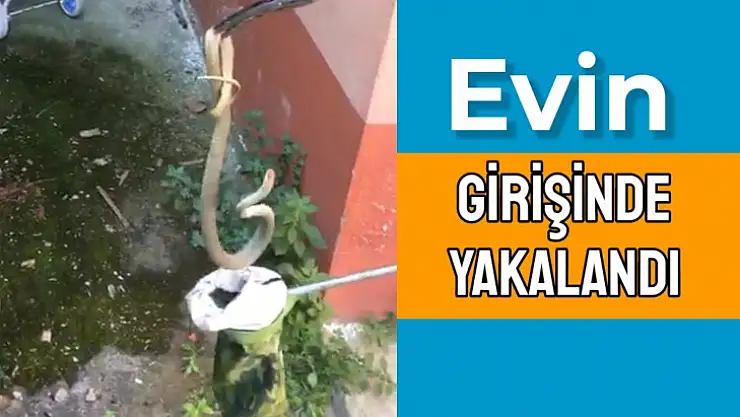 Yılan ekiplere direndi