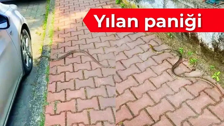 Yılan otomobilin altına dolandı