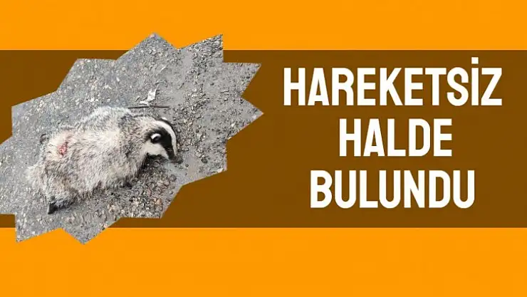 Yol kenarında bulundu