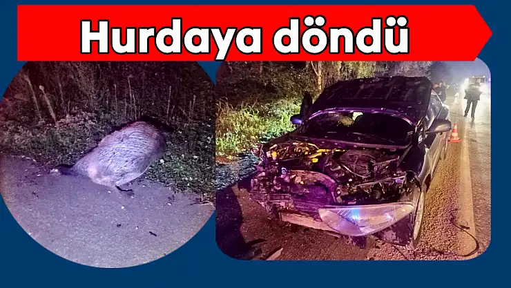 Yola çıkan domuza çarptı