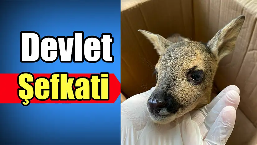 Annesi terk etti, kendi yavrusu gibi sahiplendi