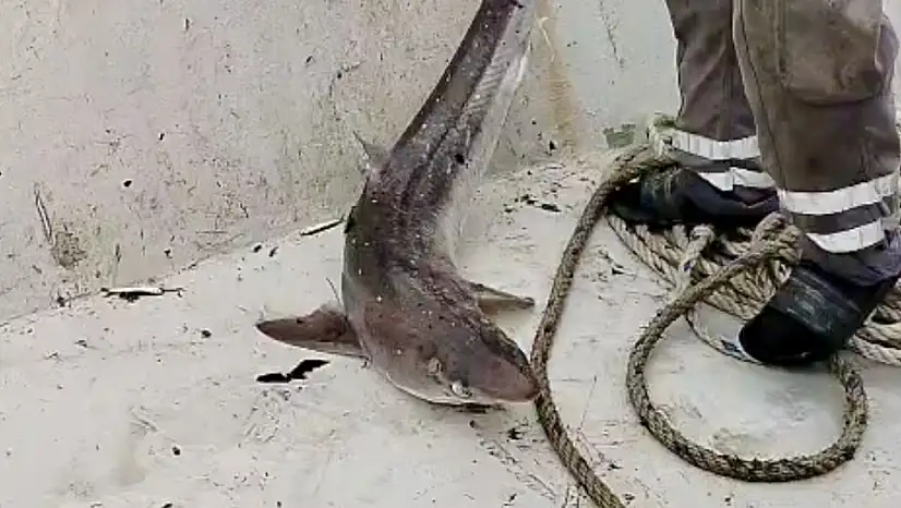 Bartın'da yine köpek balığı