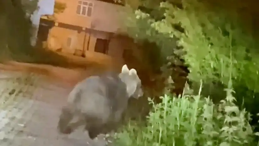 Bozayı beldeye indi