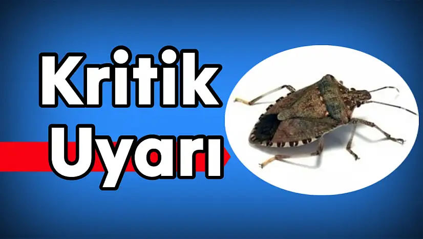 Dikkat, Kokarca yoğunluğunda artış