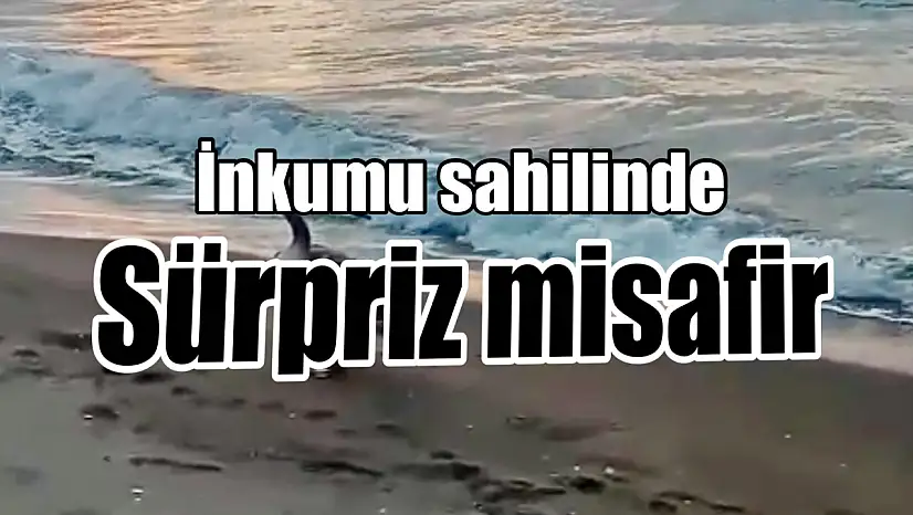 İnkumu sahilinde şaşırtan misafir