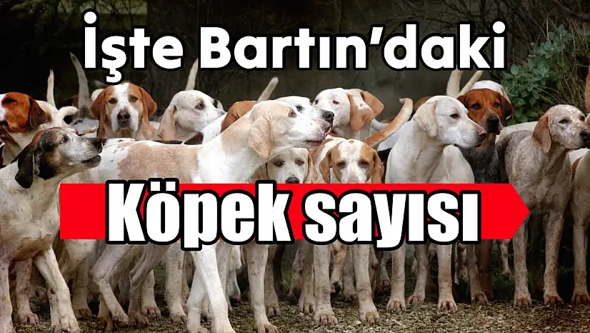 İşte Bartın'daki köpek sayısı